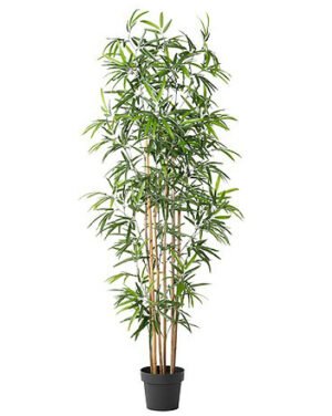 Bamboo Plant - 6ft